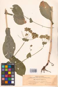 Bupleurum aureum Fisch., Eastern Europe, Eastern region (E10) (Russia)