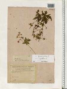 Geranium pratense L., Eastern Europe, Central region (E4) (Russia)