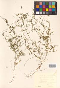 Vicia hirsuta (L.) Gray, Siberia, Russian Far East (S6) (Russia)