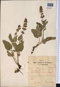 Salvia dumetorum Andrz. ex Besser, Middle Asia, Northern & Central Kazakhstan (M10) (Kazakhstan)