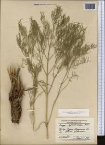 Prangos pabularia subsp. cylindrocarpa (Korovin) Pimenov & Tikhom., Middle Asia, Pamir & Pamiro-Alai (M2) (Uzbekistan)