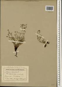 Cynanchica biebersteinii (V.I.Krecz.) P.Caputo & Del Guacchio, Caucasus, Stavropol Krai, Karachay-Cherkessia & Kabardino-Balkaria (K1b) (Russia)