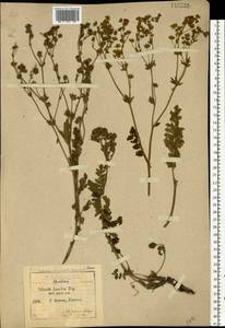 Potentilla pimpinelloides L., Eastern Europe, Central forest-and-steppe region (E6) (Russia)