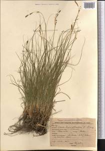 Carex turkestanica Regel, Middle Asia, Western Tian Shan & Karatau (M3) (Kyrgyzstan)