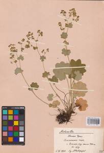 Alchemilla, Eastern Europe, Eastern region (E10) (Russia)