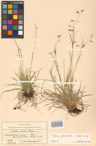 Carex karoi Freyn, Siberia, Russian Far East (S6) (Russia)