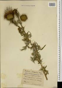 Cirsium ciliatum subsp. szovitsii (K. Koch) Petr., Caucasus, Stavropol Krai, Karachay-Cherkessia & Kabardino-Balkaria (K1b) (Russia)