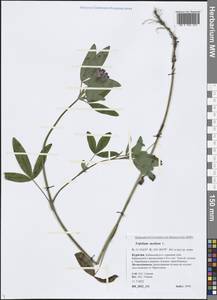 Trifolium medium L., Siberia, Baikal & Transbaikal region (S4) (Russia)