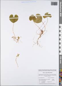 Viola ×fennica Nyl., Eastern Europe, Northern region (E1) (Russia)