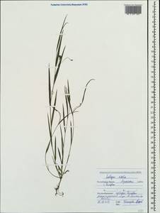 Lathyrus nissolia L., Crimea (KRYM) (Russia)