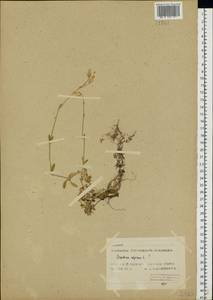 Cerastium alpinum L., Eastern Europe, Northern region (E1) (Russia)