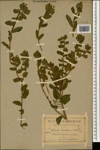Alkanna orientalis (L.) Boiss., Caucasus, Armenia (K5) (Armenia)