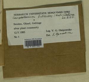 Homalothecium lutescens (Hedw.) H. Rob., Bryophytes, Bryophytes - Western Europe (BEu) (Sweden)