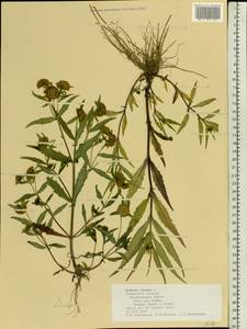 Bidens cernua L., Eastern Europe, Central region (E4) (Russia)