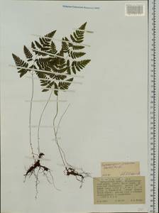 Gymnocarpium jessoense (Koidz.) Koidz., Siberia, Russian Far East (S6) (Russia)