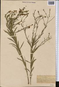 Linaria popovii Kuprian., Middle Asia, Western Tian Shan & Karatau (M3) (Kazakhstan)