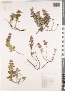 Teucrium chamaedrys L., Caucasus, Black Sea Shore (from Novorossiysk to Adler) (K3) (Russia)