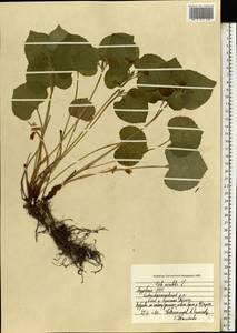 Viola mirabilis L., Eastern Europe, Middle Volga region (E8) (Russia)