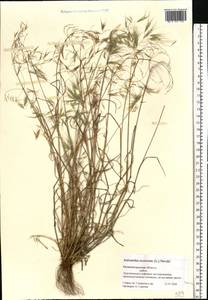 Bromus tectorum L., Eastern Europe, North-Western region (E2) (Russia)