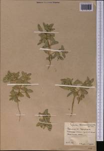 Euphorbia turczaninowii Kar. & Kir., Middle Asia, Karakum (M6) (Turkmenistan)