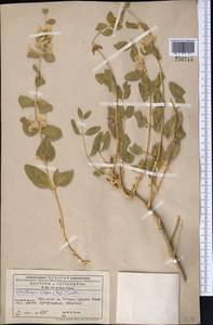 Moluccella olgae (Regel) Ryding, Middle Asia, Western Tian Shan & Karatau (M3) (Kyrgyzstan)