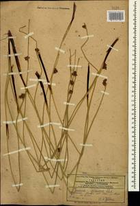 Juncus inflexus L., Caucasus, Armenia (K5) (Armenia)
