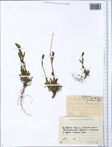 Silene involucrata subsp. involucrata, Siberia, Yakutia (S5) (Russia)