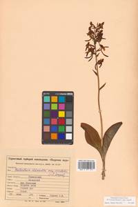 Platanthera densa subsp. orientalis (Schltr.) Efimov, Siberia, Russian Far East (S6) (Russia)