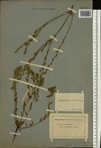 Buglossoides tenuiflora (L. fil.) I. M. Johnst., Eastern Europe, Lower Volga region (E9) (Russia)