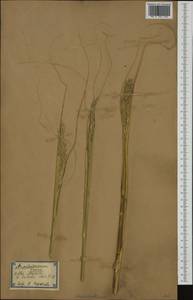 Ampelodesmos mauritanicus (Poir.) T.Durand & Schinz, Western Europe (EUR) (Spain)