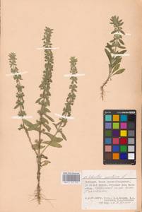 MHA 0 155 578, Sideritis montana L., Eastern Europe, Lower Volga region (E9) (Russia)