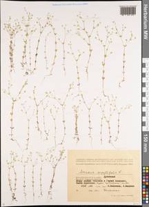 Arenaria serpyllifolia L., Eastern Europe, Lower Volga region (E9) (Russia)