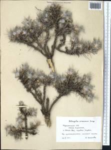 Astragalus cerasocrenus Bunge, Middle Asia, Kopet Dag, Badkhyz, Small & Great Balkhan (M1) (Turkmenistan)