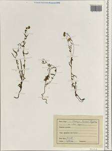 Inula, South Asia, South Asia (Asia outside ex-Soviet states and Mongolia) (ASIA) (India)