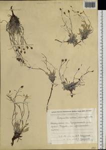 Physaria arctica (Wormsk. ex Hornem.) O'Kane & Al-Shehbaz, Siberia, Chukotka & Kamchatka (S7) (Russia)