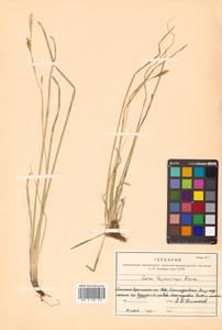 Carex blepharicarpa Franch., Siberia, Russian Far East (S6) (Russia)