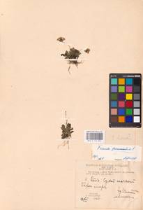 Primula borealis Duby, Siberia, Chukotka & Kamchatka (S7) (Russia)