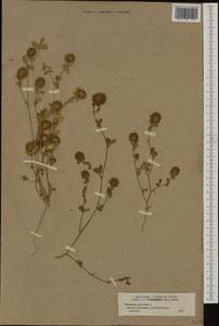 Trifolium lappaceum L., Western Europe (EUR) (France)