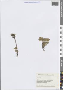 Artemisia, Crimea (KRYM) (Russia)