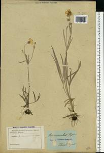 Ranunculus illyricus L., Eastern Europe, South Ukrainian region (E12) (Ukraine)