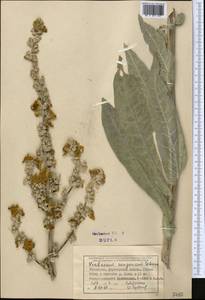 Verbascum songaricum Schrenk, Middle Asia, Dzungarian Alatau & Tarbagatai (M5) (Kazakhstan)