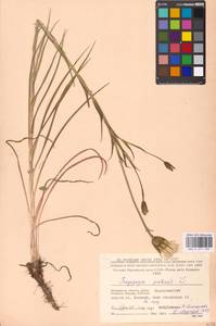 Tragopogon pratensis L., Eastern Europe, Moscow region (E4a) (Russia)