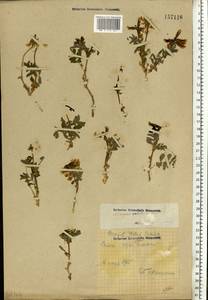 Astragalus umbellatus Bunge, Eastern Europe, Northern region (E1) (Russia)