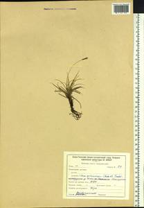 Carex melanocarpa Cham. ex Trautv., Siberia, Baikal & Transbaikal region (S4) (Russia)