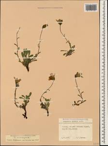 Campanula saxifraga subsp. aucheri (A.DC.) Ogan., Caucasus, North Ossetia, Ingushetia & Chechnya (K1c) (Russia)