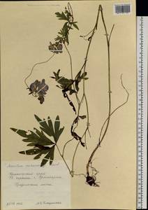 Aconitum ambiguum subsp. baicalense (Turcz. ex Rapaics) Vorosch., Siberia, Central Siberia (S3) (Russia)