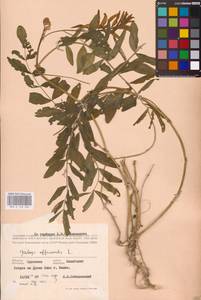 Galega officinalis L., Eastern Europe, South Ukrainian region (E12) (Ukraine)