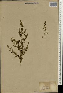 Artemisia annua L., South Asia, South Asia (Asia outside ex-Soviet states and Mongolia) (ASIA) (Japan)