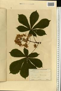 Aesculus hippocastanum L., Eastern Europe, Moscow region (E4a) (Russia)