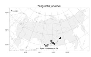 Ptilagrostis junatovii Grubov, Atlas of the Russian Flora (FLORUS) (Russia)